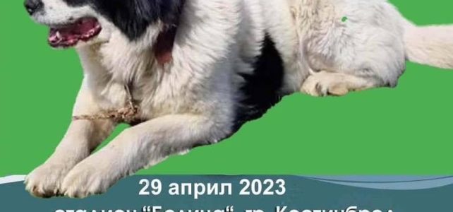 Киноложка изложба на Българско овчарско куче